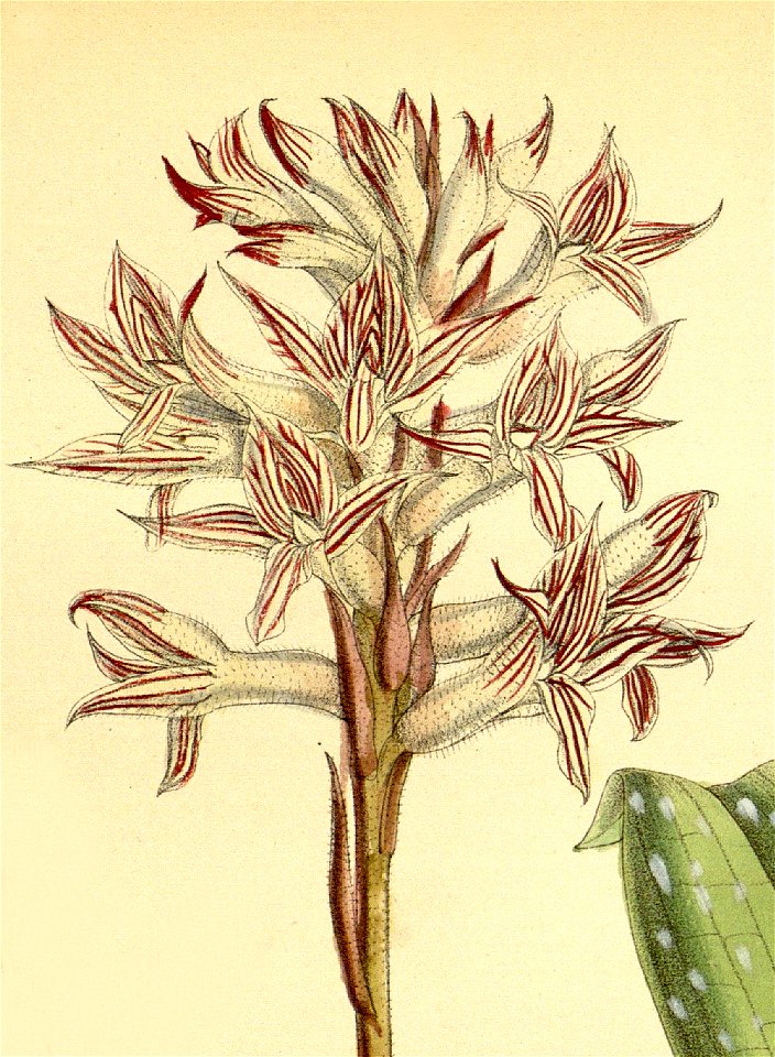 Pteroglossa euphlebia (as Spiranthes euphlebia) - Curtis' 109 (Ser. 3 no. 39) pl. 6690 (1883) - cropped