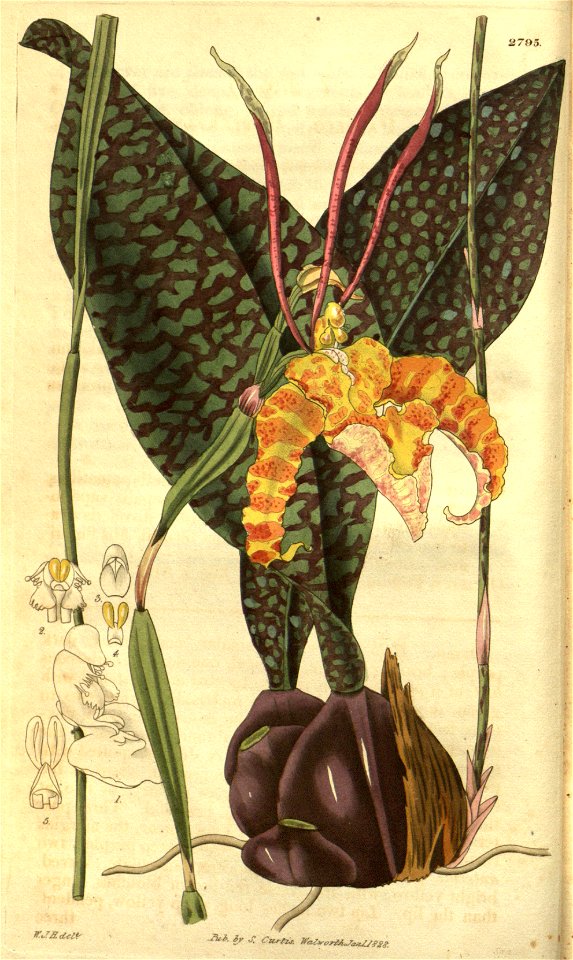 Psychopsis papilio (as Oncidium papilio) - Curtis' 55 (N.S. 2) pl. 2789 (1828)