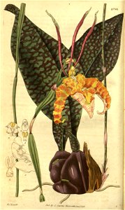 Psychopsis papilio (as Oncidium papilio) - Curtis' 55 (N.S. 2) pl. 2789 (1828)