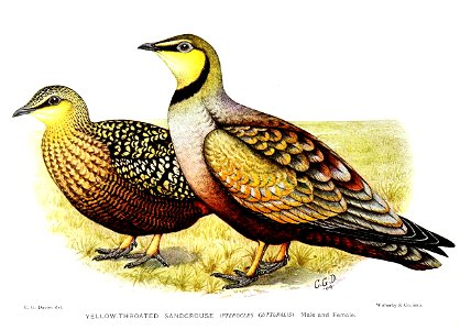 PteroclesGutturalisDavies