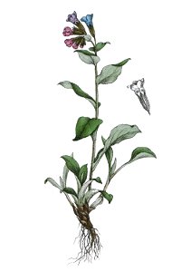 Pulmonaria officinalis L ag1. Free illustration for personal and commercial use.