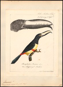 Pteroglossus aracari - 1700-1880 - Print - Iconographia Zoologica - Special Collections University of Amsterdam - UBA01 IZ19300246