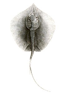 Pteroplatea micrura Achilles 194