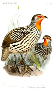 PternistesSmit