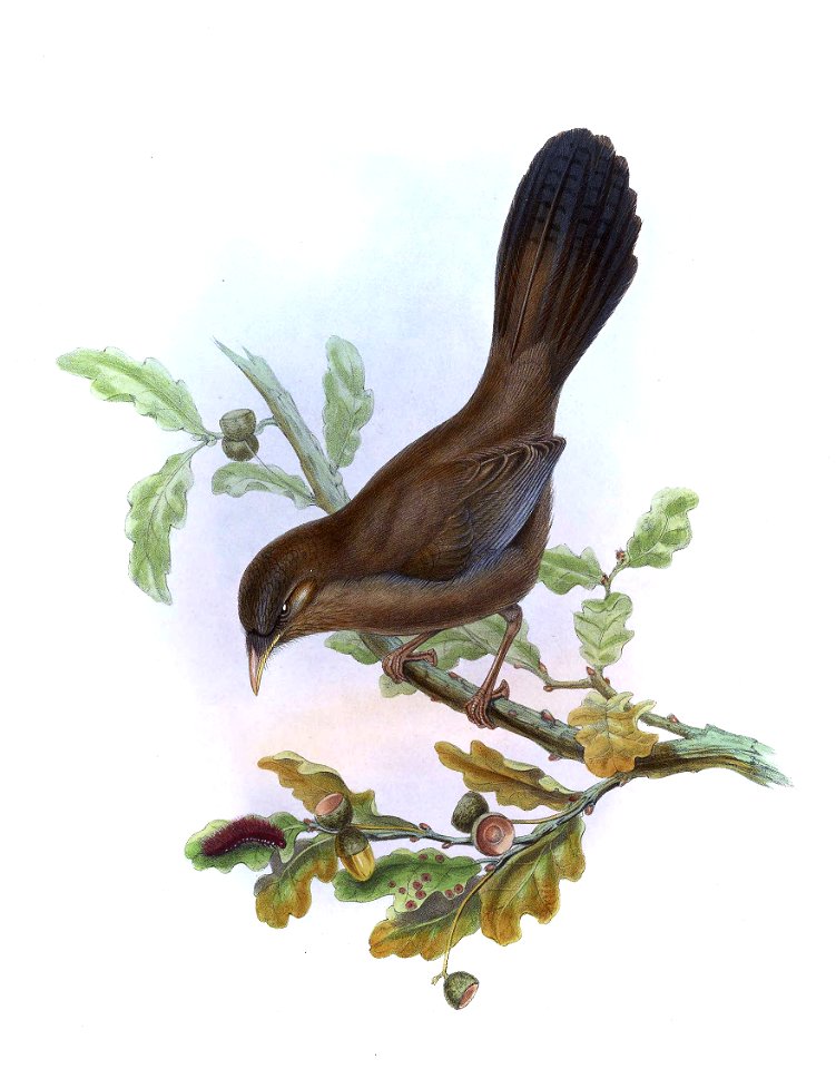 PterorhinusDavidiGould