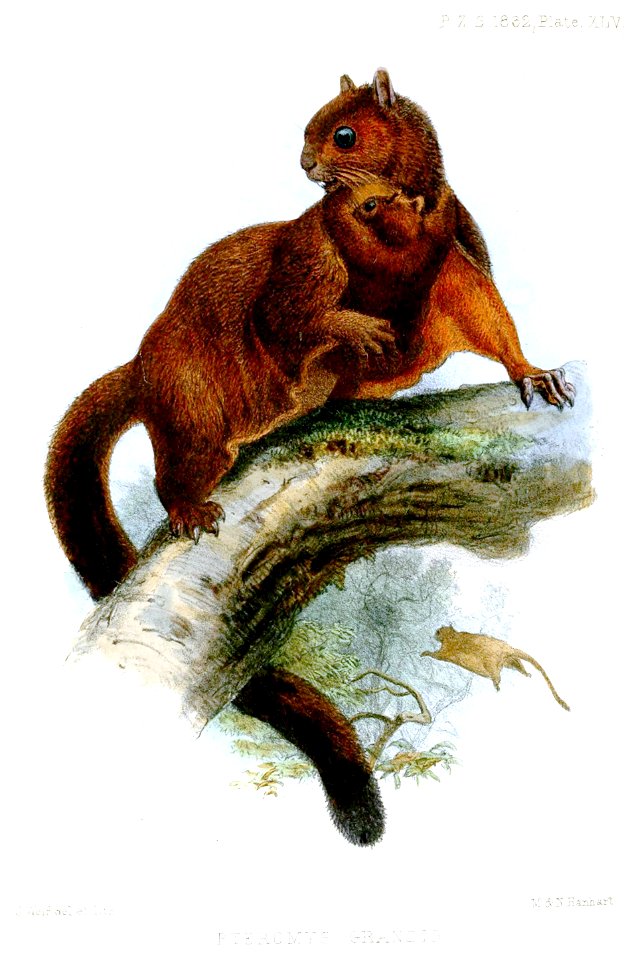 PteromysGrandisWolf