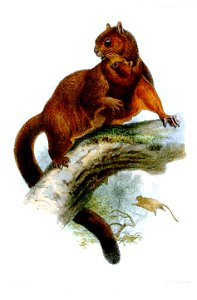 PteromysGrandisWolf
