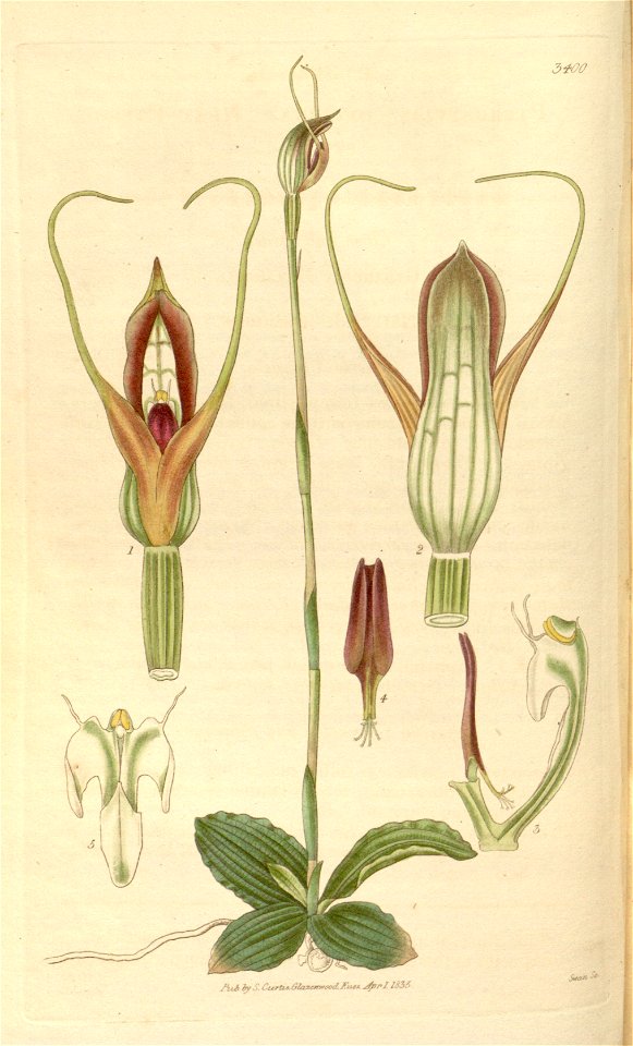 Pterostylis concinna - Curtis' 62 (N.S. 9) pl. 3400 (1835)