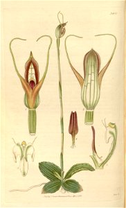 Pterostylis concinna - Curtis' 62 (N.S. 9) pl. 3400 (1835). Free illustration for personal and commercial use.