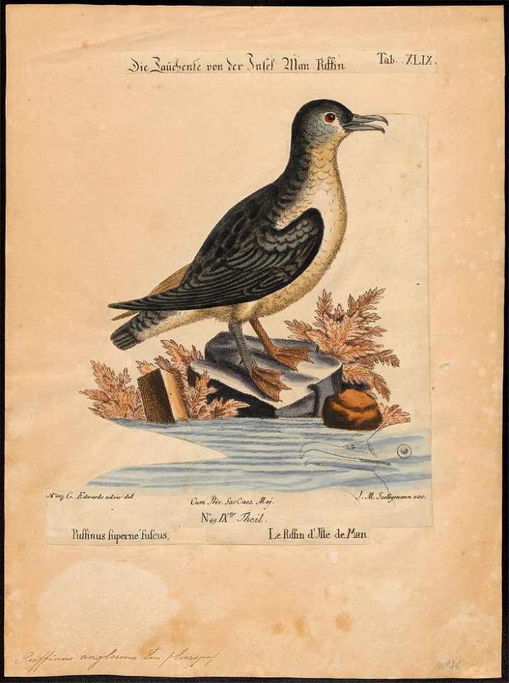 Puffinus anglorum - 1700-1880 - Print - Iconographia Zoologica - Special Collections University of Amsterdam - UBA01 IZ17900019