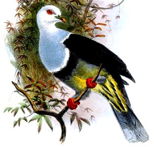Ptilinopus cinctus albocinctus by Joseph Wolf (cropped)
