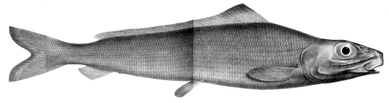 Pterothrissus gissu1