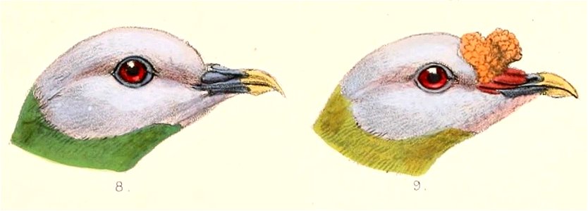 Ptilinopus's heads 1899