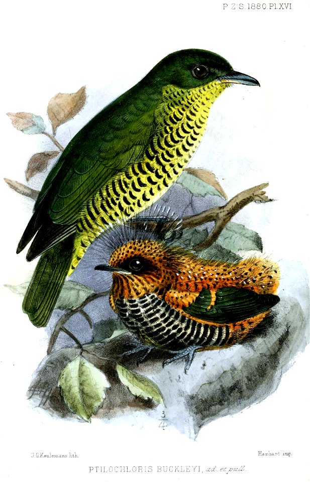 PtilochlorisBuckleyiKeulemans