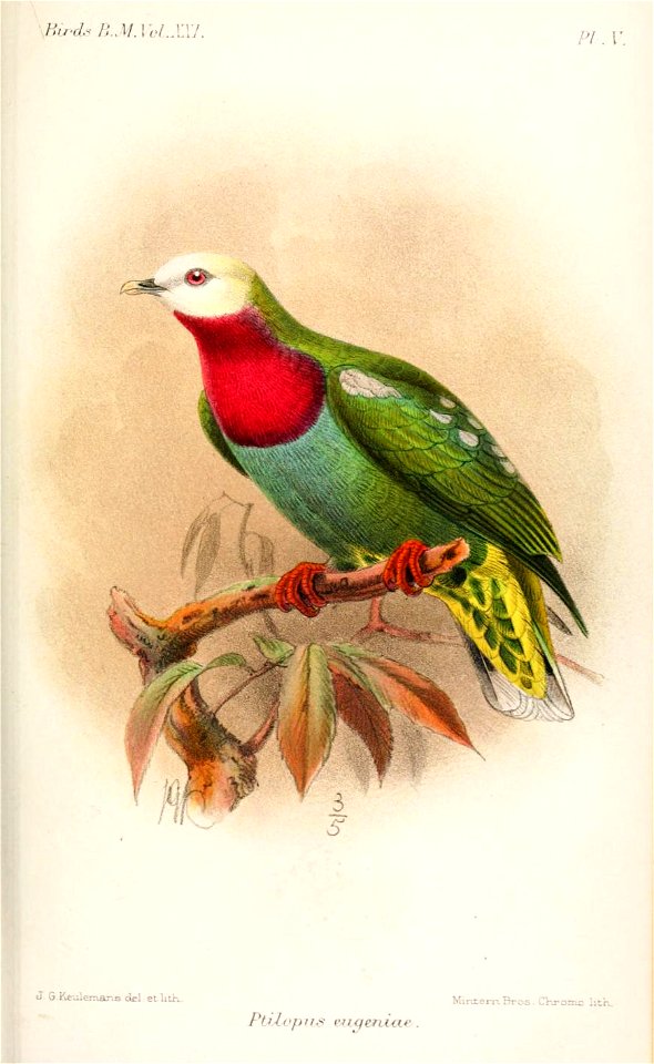 PtilopusEugeniaeKeulemans