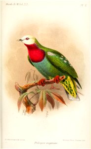 PtilopusEugeniaeKeulemans