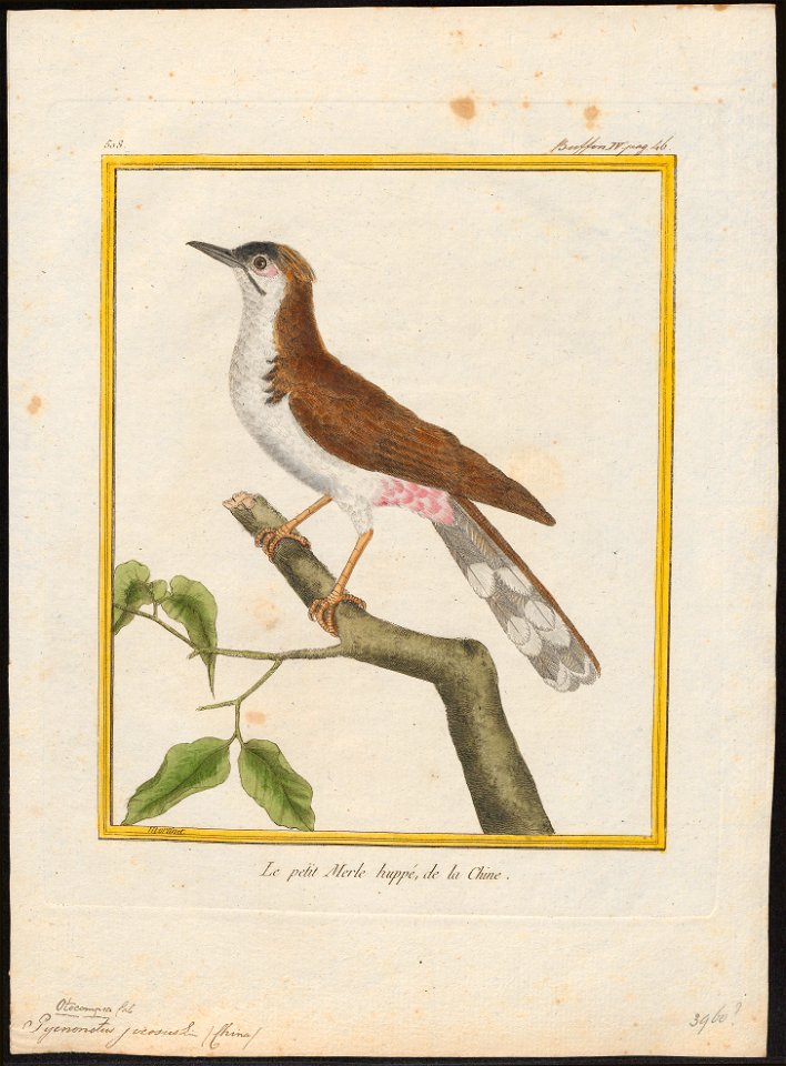Pycnonotus jocosus - 1700-1880 - Print - Iconographia Zoologica - Special Collections University of Amsterdam - UBA01 IZ16400027