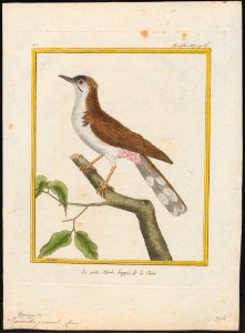 Pycnonotus jocosus - 1700-1880 - Print - Iconographia Zoologica - Special Collections University of Amsterdam - UBA01 IZ16400027