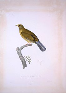 Pycnonotus priocephalus - Bonite-oiseaux-pl05