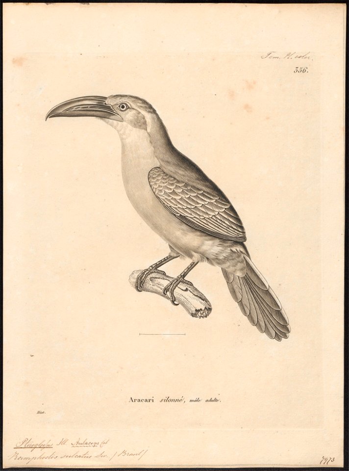 Pteroglossus sulcatus - 1700-1880 - Print - Iconographia Zoologica - Special Collections University of Amsterdam - UBA01 IZ19300261
