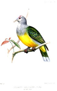 PtilonopusChrysogasterWolf