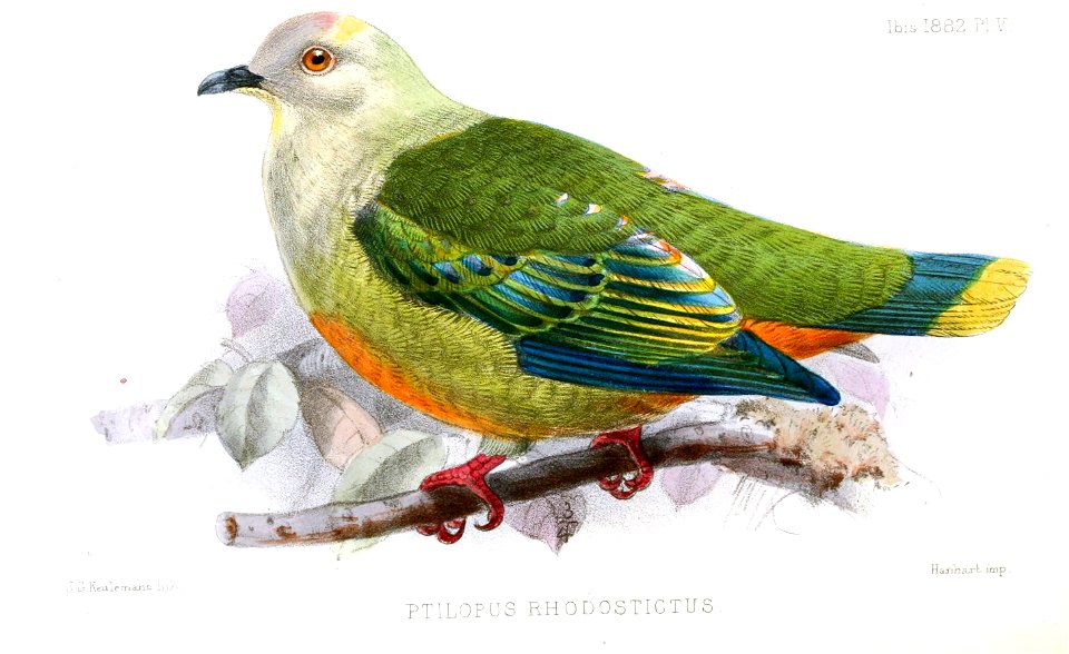 PtilopusRhodostictusKeulemans