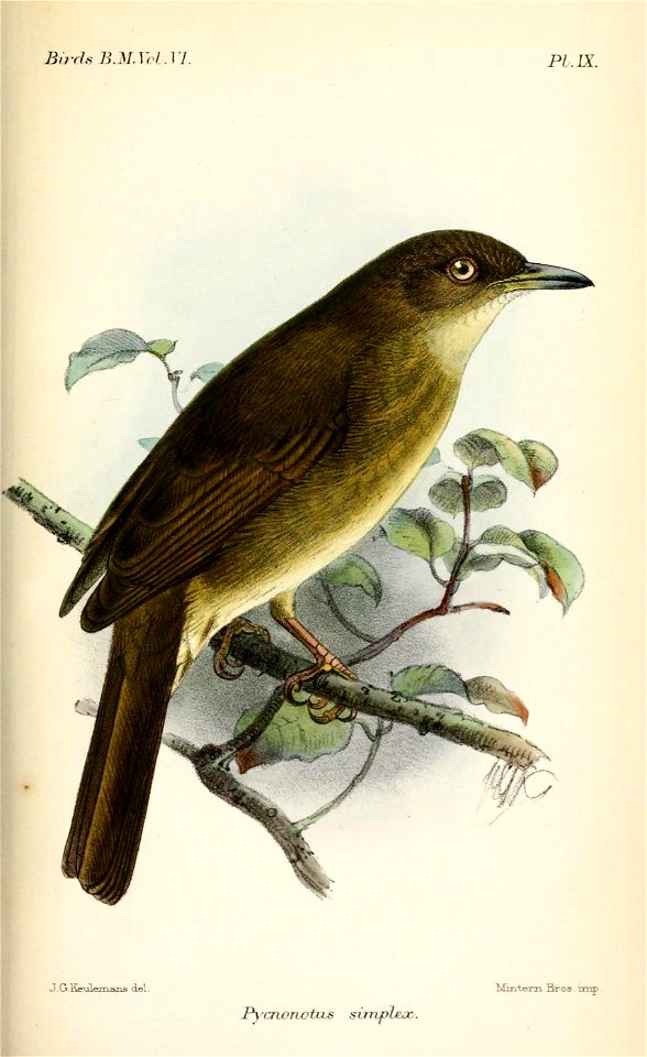 PycnonotusSimplexKeulemans