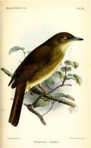 PycnonotusSimplexKeulemans