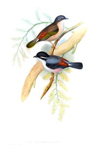 PteruthiusErythropterusGould