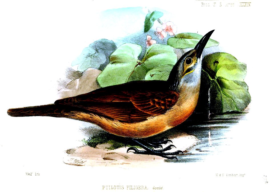 PtilotisFiligeraWolf