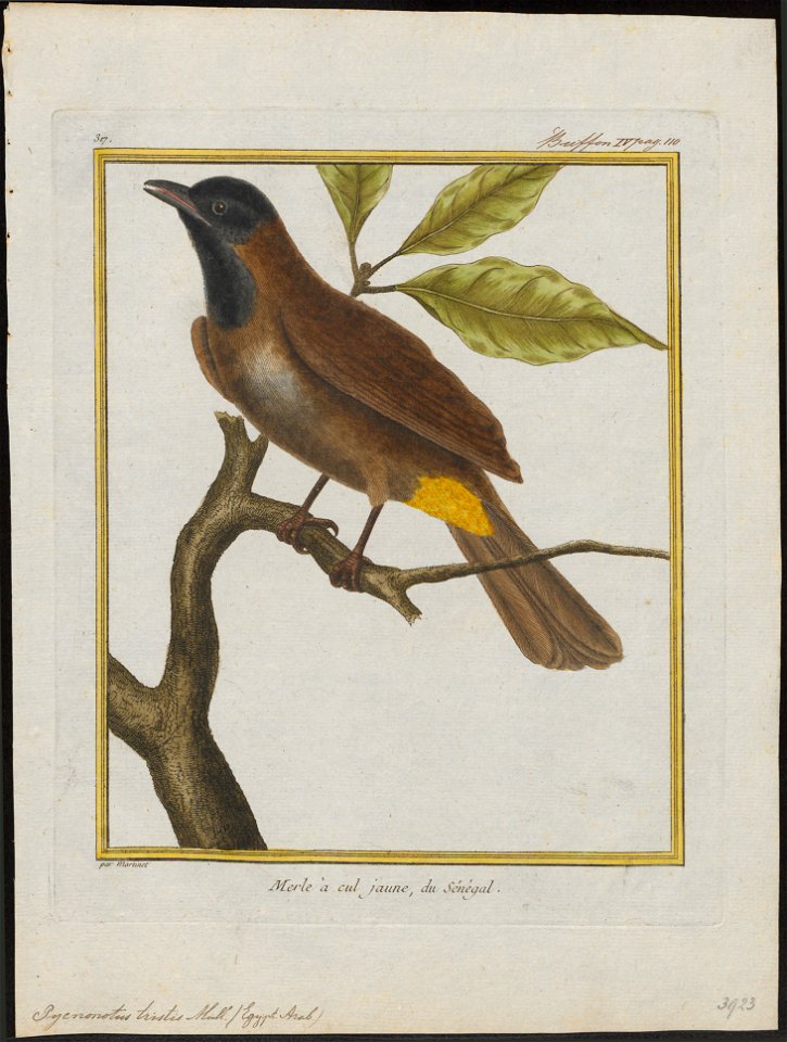 Pycnonotus tristis - 1700-1880 - Print - Iconographia Zoologica - Special Collections University of Amsterdam - UBA01 IZ16400007