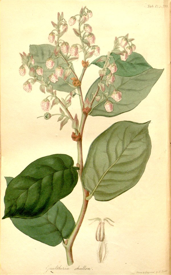 Pursh tab. 12 Gaultheria Shallon