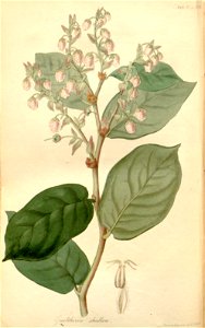 Pursh tab. 12 Gaultheria Shallon