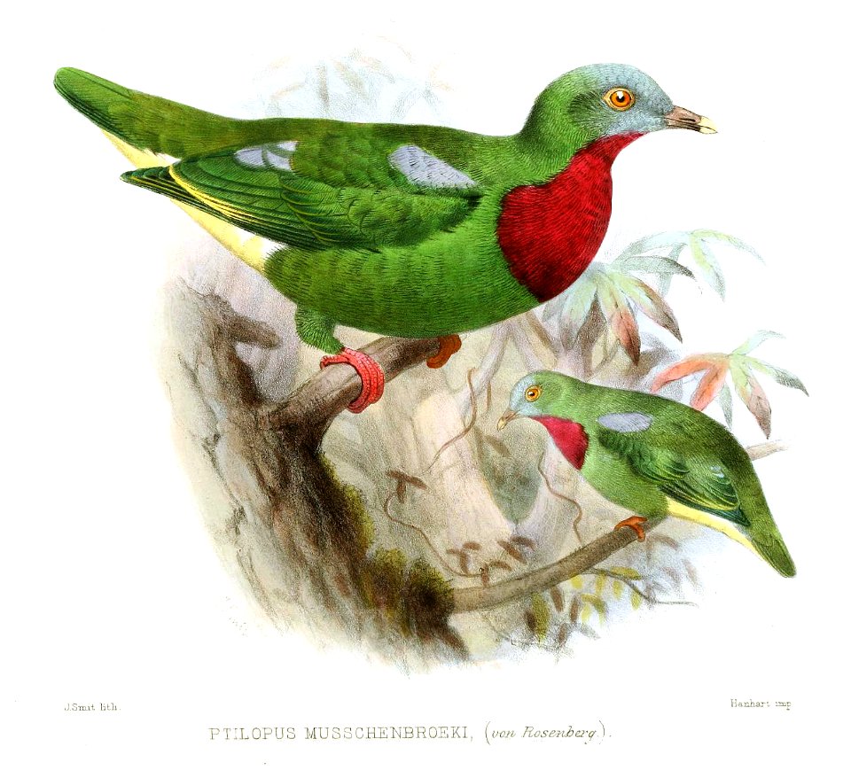 PtilopusMusschenbroekiSmit