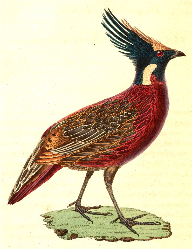 Pucrasia macrolopha 1838