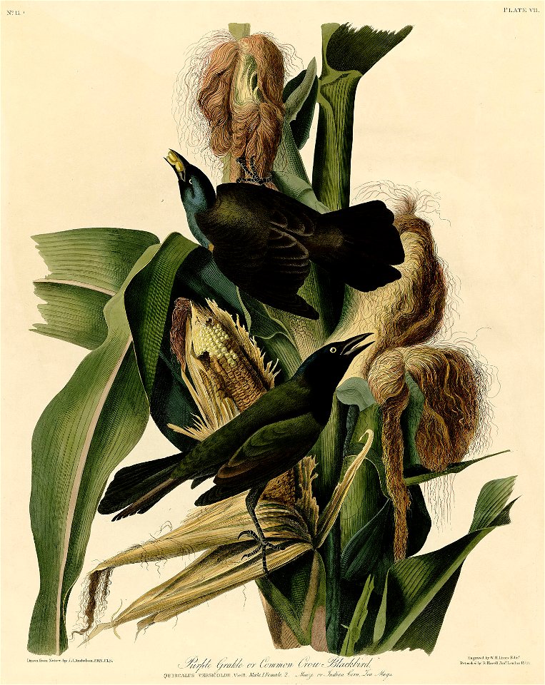 Purple Grackle or Common Crow Blackbird (Audubon)