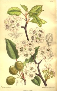 Pyrus pashia kumaoni 135-8256