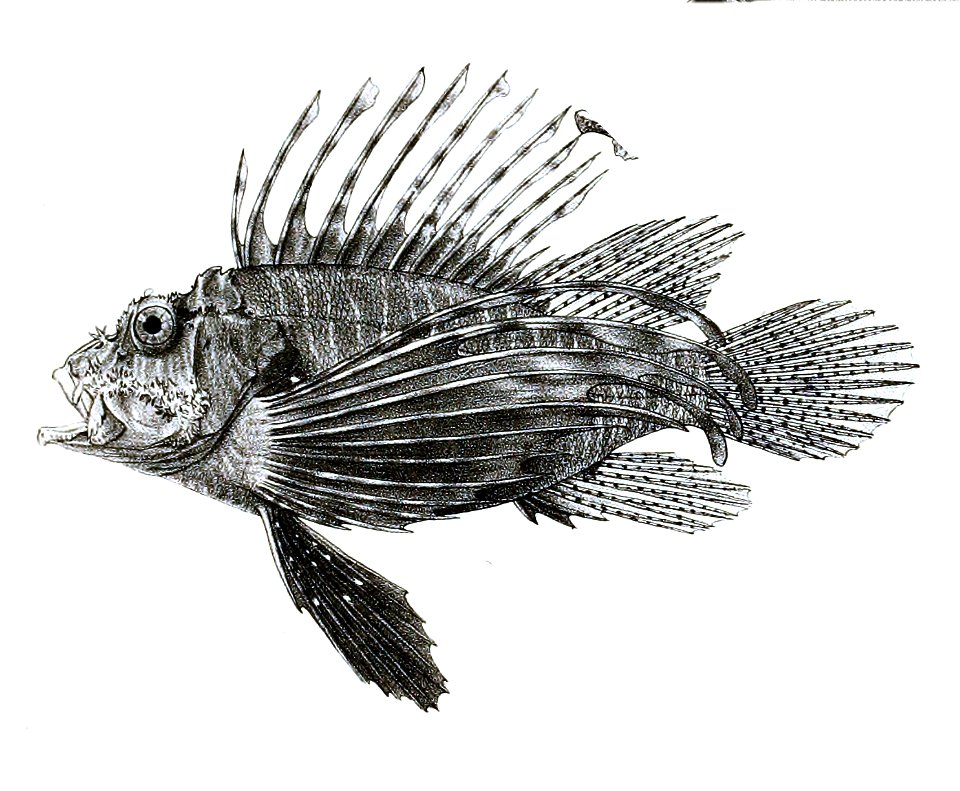 Pterois miles Ford 37