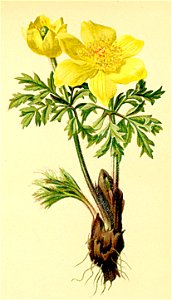 Pulsatilla vernalis Atlas Alpenflora