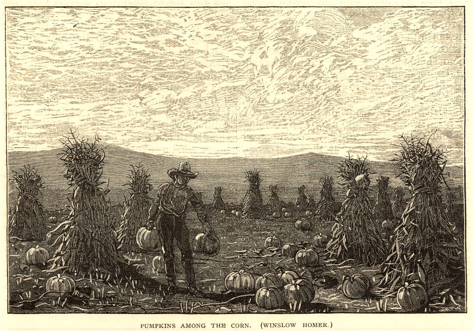 Pumpkins among the corn (Boston Public Library)