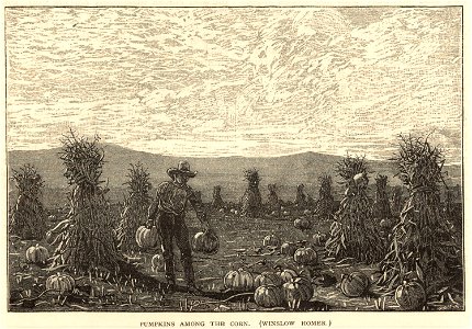 Pumpkins among the corn (Boston Public Library)