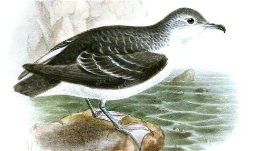 PuffinusElegansKeulemans (cropped)