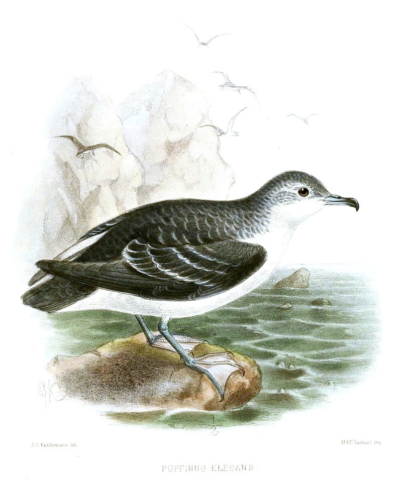 PuffinusElegansKeulemans