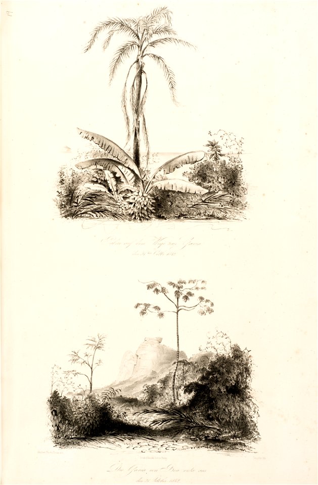Puris in Urnalde bey Freixeiras den 8 Octb. 1842 - Aldea da Pedra na der Parahyba do Sul den 8 Octb. 1842, da Coleção Brasiliana Iconográfica