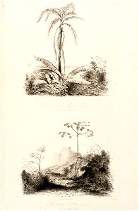 Puris in Urnalde bey Freixeiras den 8 Octb. 1842 - Aldea da Pedra na der Parahyba do Sul den 8 Octb. 1842, da Coleção Brasiliana Iconográfica