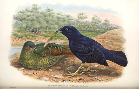 Ptilonorhynchus violaceus - Monograph of the Paradiseidae