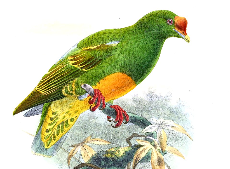 PtilopusInsolitusKeulemans (cropped)