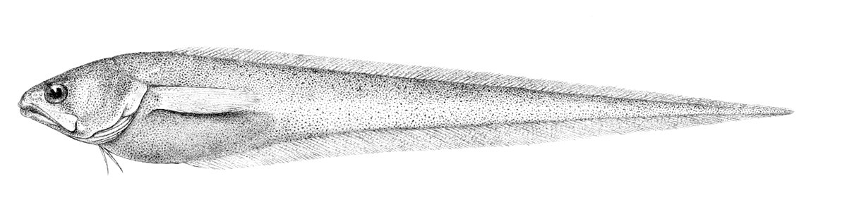 Pyramodon punctatus