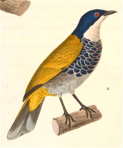 Pycnonotus squamatus 1838