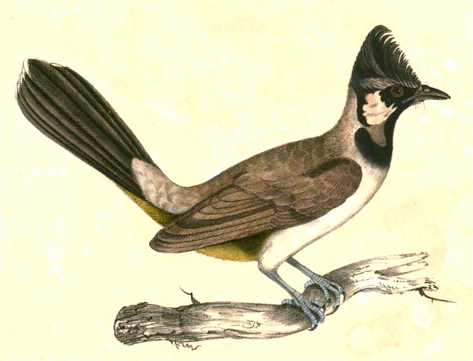 Pycnonotus leucogenys leucogenys Hardwicke